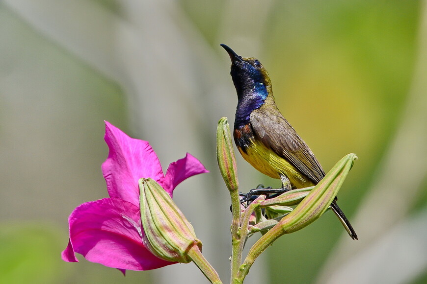 Вы сейчас просматриваете Когда лучше ехать в Таиланд