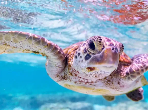 Экскурсия на Остров Сулуада на яхте