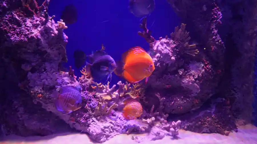 Океанариум Анталии